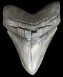 Glossy, Serrated, Fossil Megalodon Tooth #43021-1